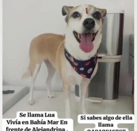 Perro perdido