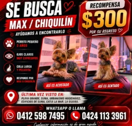 Perro Yorkshire Terrier perdido en La Guaira