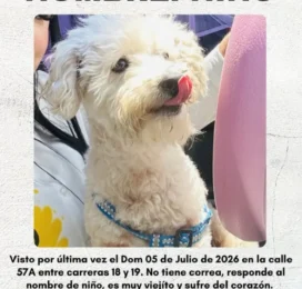 Perro Poodle (Caniche) perdido en Lara