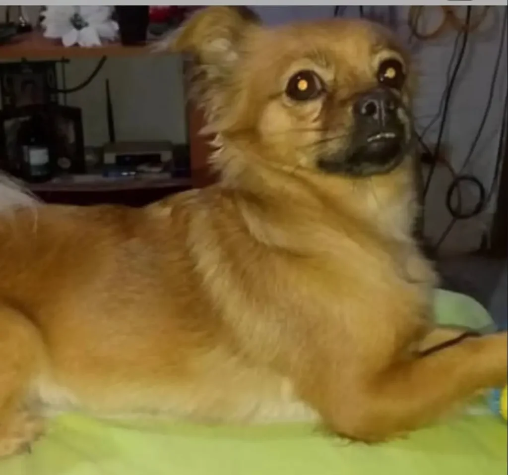 Perro perdido