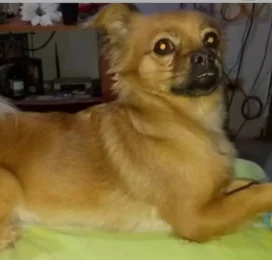 Perro perdido en La Guaira
