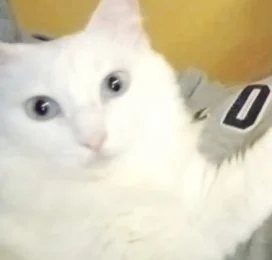 Gato perdido