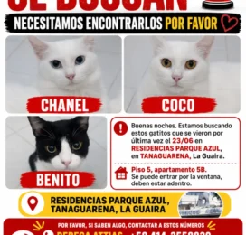 Perro perdido en La Guaira