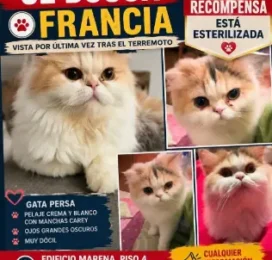 Gato Persian perdido en La Guaira