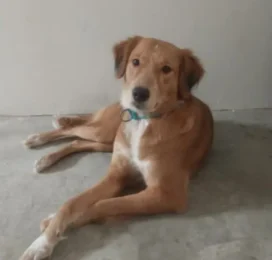 Perro Golden Retriever perdido en La Guaira