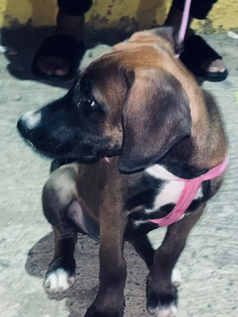Molly