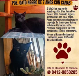 Perro Mestizo perdido en Distrito Capital