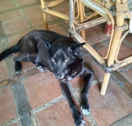 Perro Mestizo perdido en La Guaira