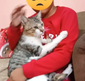 Gato perdido en La Guaira