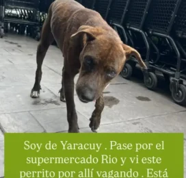 Perro Mestizo perdido en Yaracuy