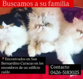 Gato Persian encontrado en Distrito Capital