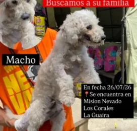 Perro Poodle (Caniche) encontrado