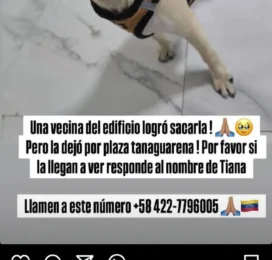 Perro Pug (Carlino) perdido en La Guaira