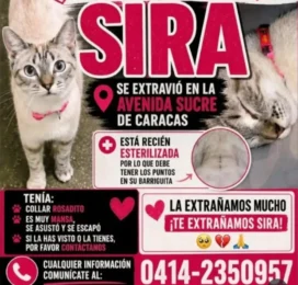 Gato perdido en Distrito Capital