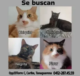 Gato Mestizo perdido en La Guaira