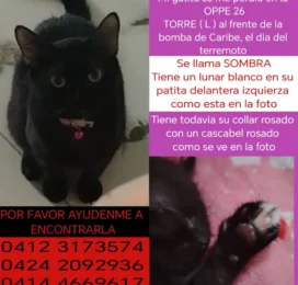Gato perdido