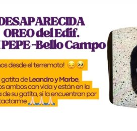 Perro perdido