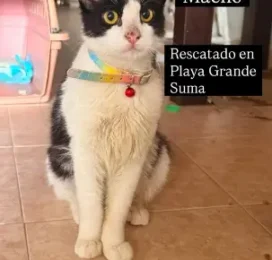 Gato Mestizo encontrado en La Guaira
