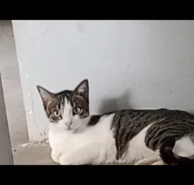 Perro perdido en La Guaira