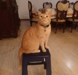 Gato perdido en La Guaira