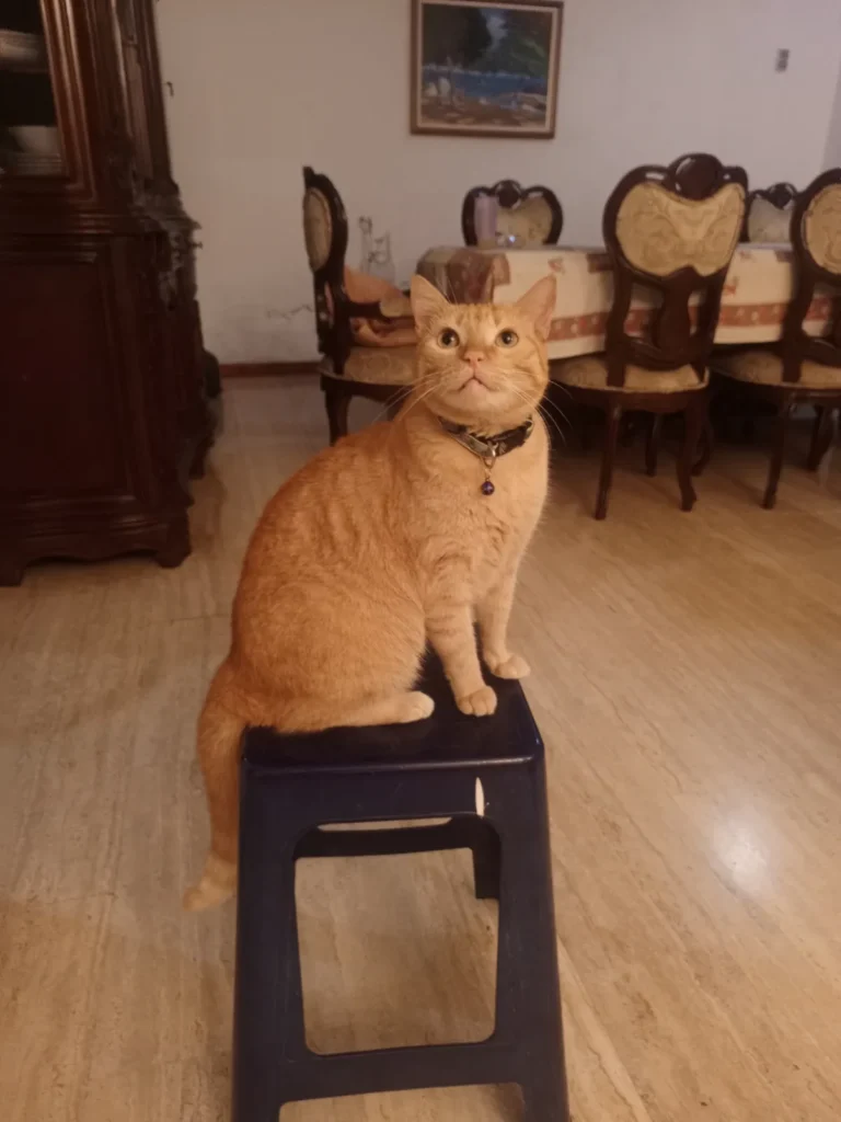 Catire
