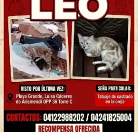 Gato perdido en La Guaira