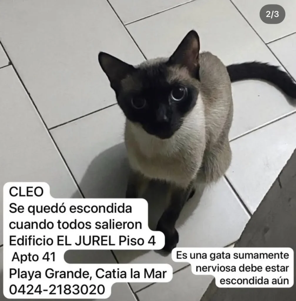 CLEO