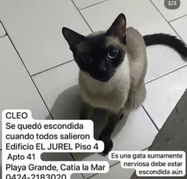 Gato Siamés perdido en La Guaira