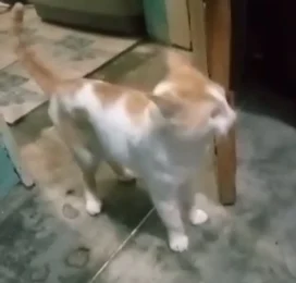 perdido en La Guaira