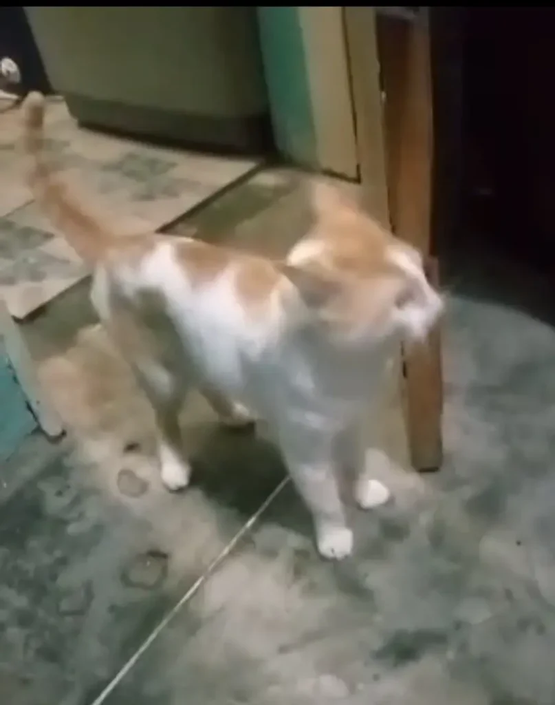 Chikito