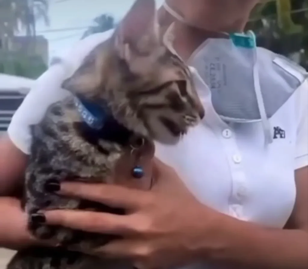Gato encontrado