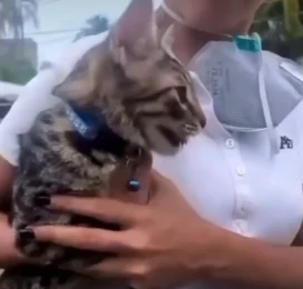 Gato encontrado