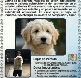 Perro perdido en La Guaira