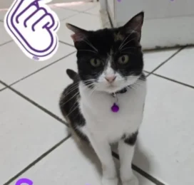 Gato perdido en La Guaira