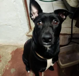Perro perdido en La Guaira