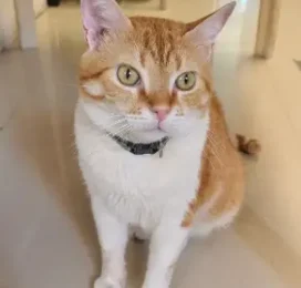 perdido en Distrito Capital