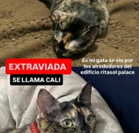 Perro perdido en La Guaira