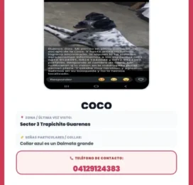 Perro perdido en Miranda