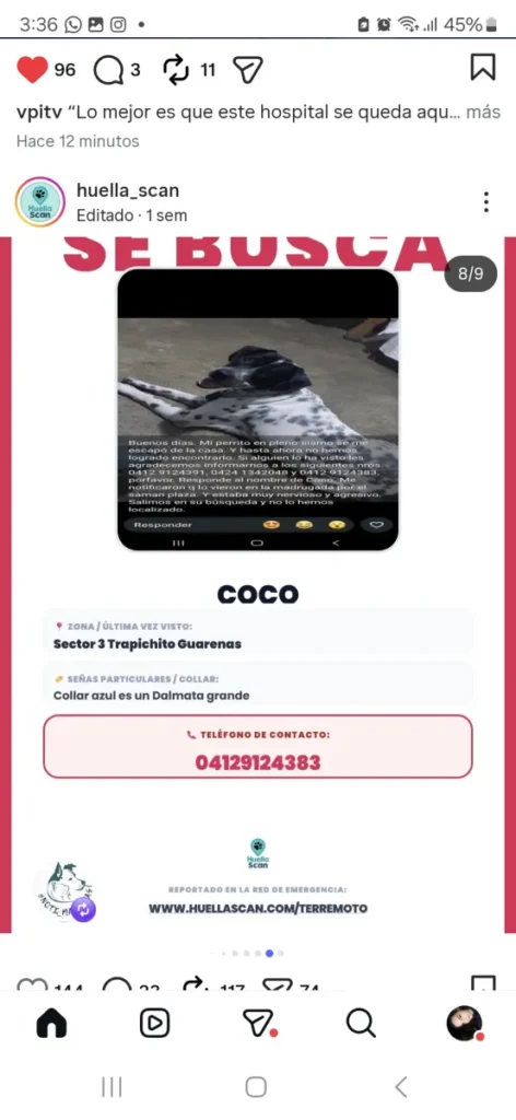 Perro perdido