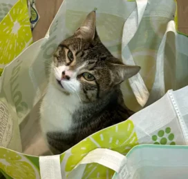 Gato perdido en La Guaira
