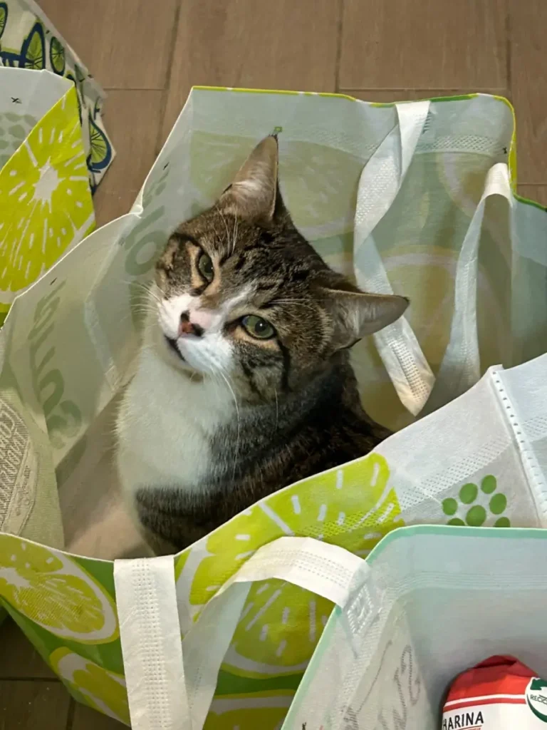 Gatito bebé