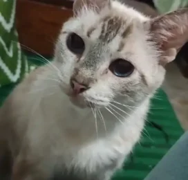 Gato perdido en La Guaira