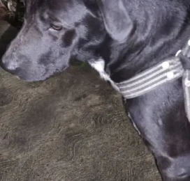 Perro Mestizo perdido en Distrito Capital