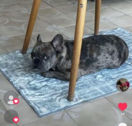 Perro perdido en La Guaira