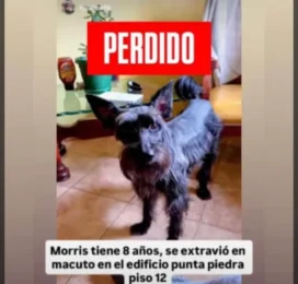 Perro Mestizo perdido en La Guaira