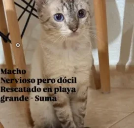 Gato Mestizo encontrado en La Guaira