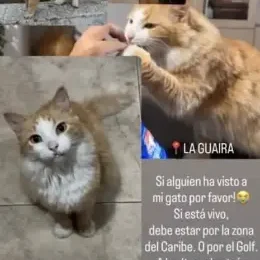 Gato Mestizo perdido en La Guaira