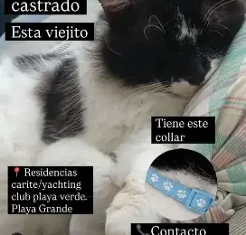 Gato perdido en La Guaira