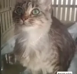 Gato Mestizo encontrado