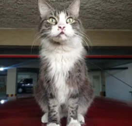 Gato perdido en La Guaira